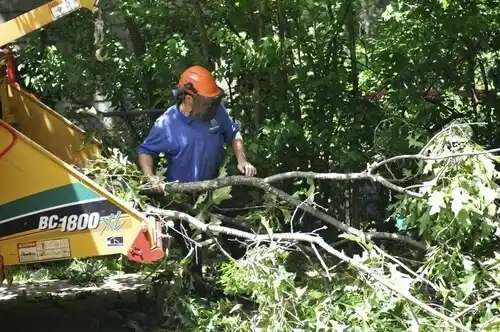 tree services Aspen Hill